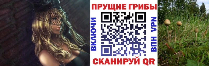 Псилоцибиновые грибы Psilocybe  Краснознаменск 